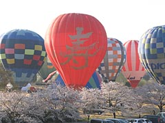 桜との饗宴