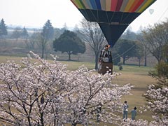 上空からのお花見