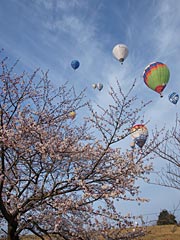 桜を超えてゴールを目指す！