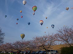 桜並木と青空とバルーンと