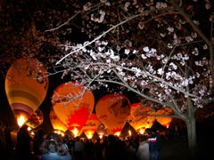 夜桜との競演